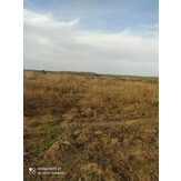 Продаж права оренди земельної ділянки сільськогосподарського призначення на земельних торгах