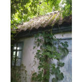 Житловий будинок, загальною площею 44,6 кв.м. з надвірними будівлями та спорудами, за адресою: Чернігівська область, Ніжинський р-н, с. Плиски, вул. Чапаєва, 32